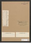 Amphiprora kjellmanii Cleve (de-Toni-Nr.: Genus 29, Species 1322) Zeichnungen Sammlung Grunow Nr. 2551 (NHMW-BOT-W0369729)